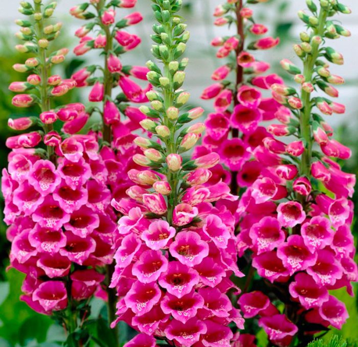 Digitalis