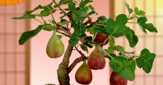 Fig (fig tree)