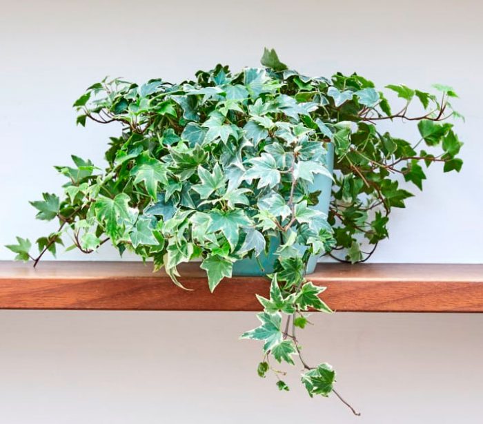 Hedera (Indoor ivy)