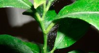 Spindelmiter på inomhusväxter