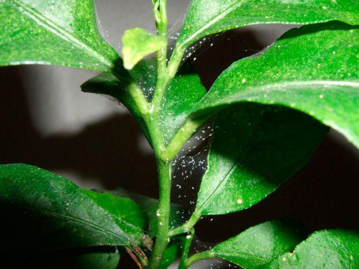 Spider mite on indoor plants