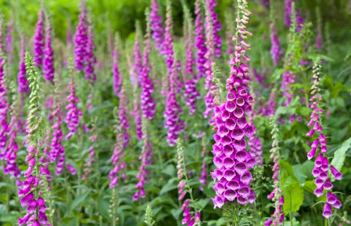 Foxglove violet