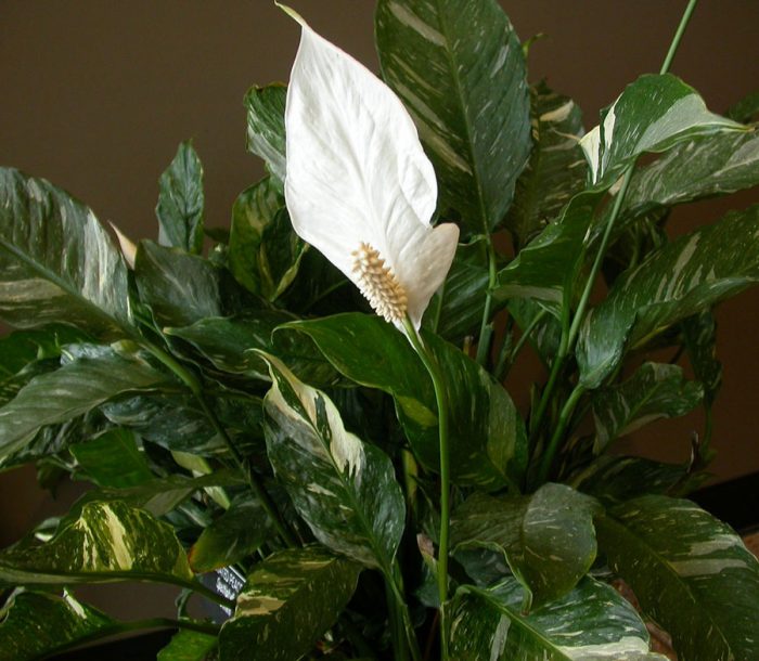 Spathiphyllum heliconiifolium (Spathiphyllum heliconiifolium)