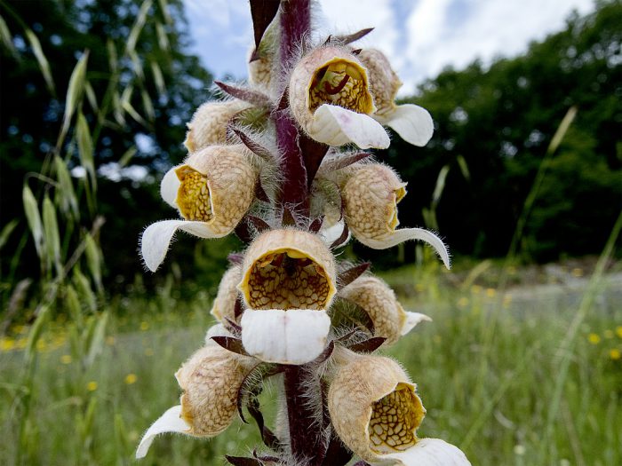 Foxglove laineux