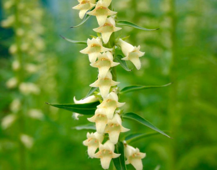 Foxglove jaune