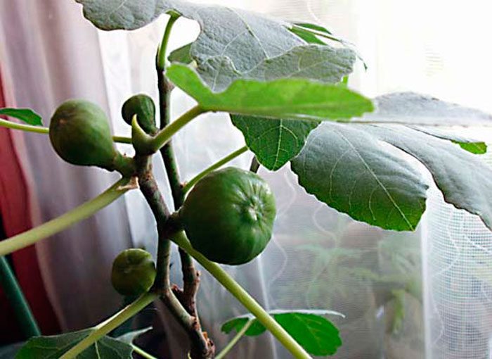 Growing figs at home