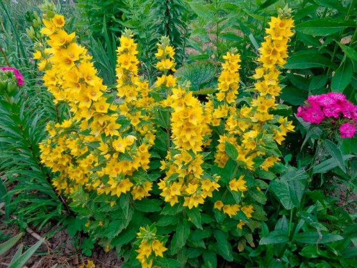 Features of the loosestrife