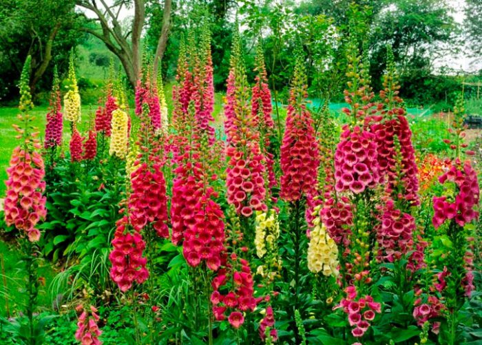 Digitalis