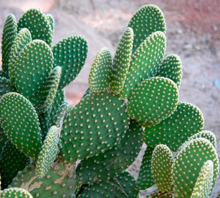Fruct de cactus