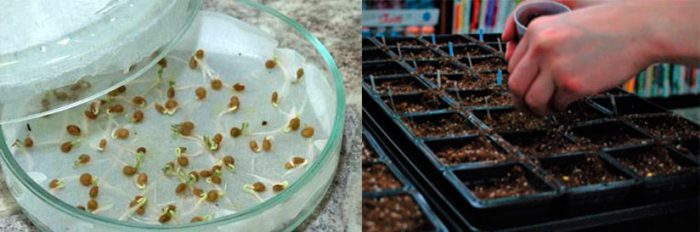 How to prepare seeds for sowing