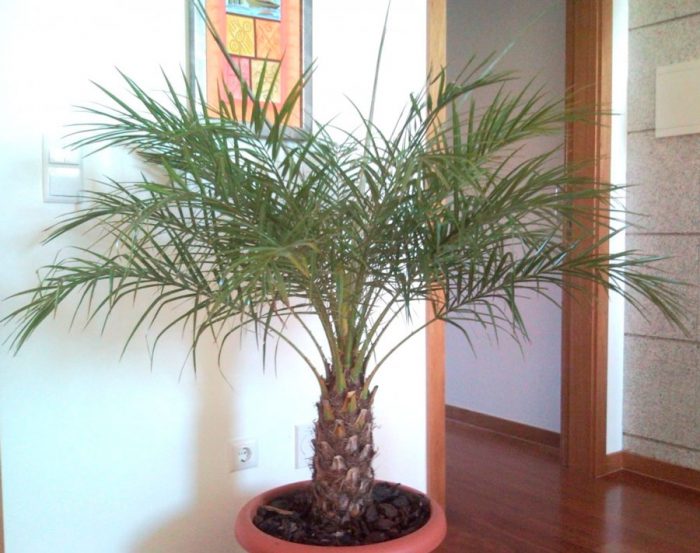 Date palm care at home