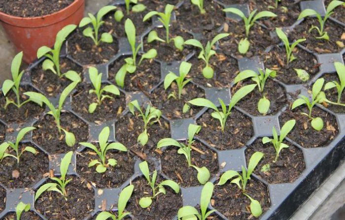 Growing lychnis from seeds