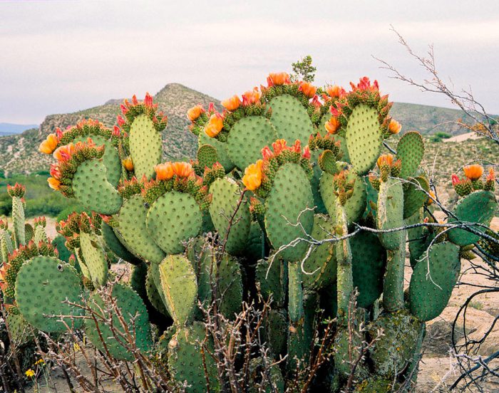 Opuntia (cactus de iarnă)