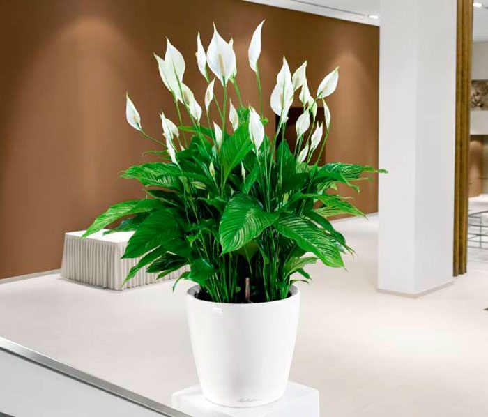 Features of spathiphyllum