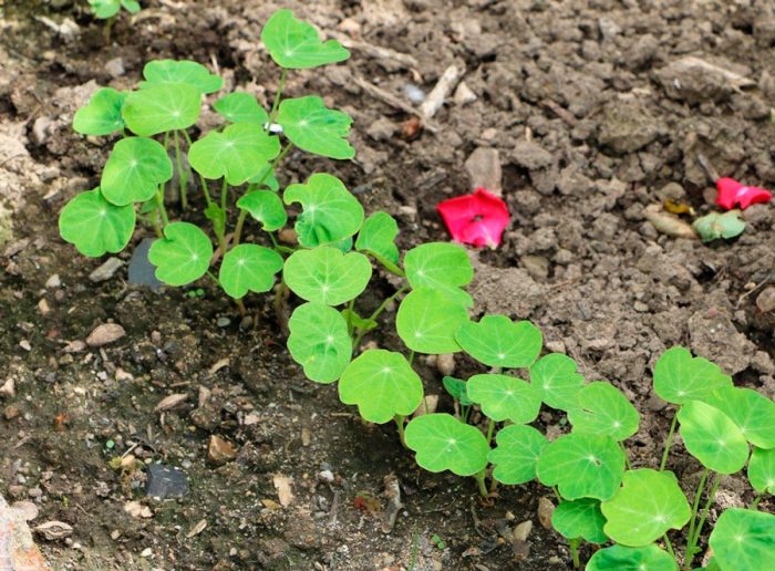 Plantando capuchinha em terreno aberto