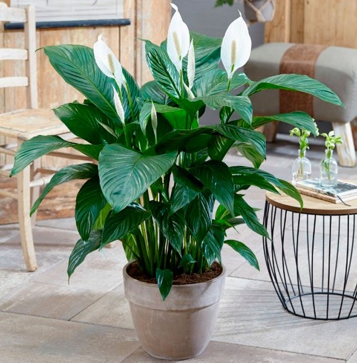 Spathiphyllum care at home