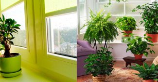 Light for indoor plants