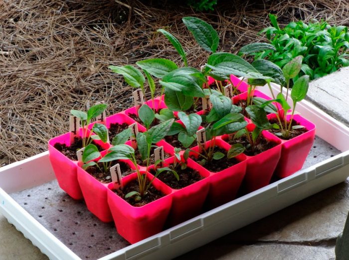 Planting echinacea outdoors