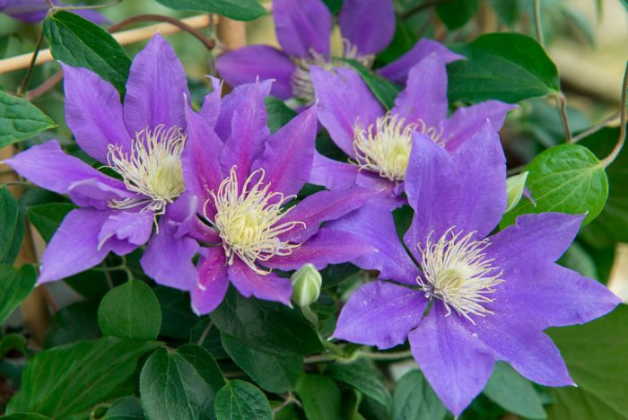 Caring for clematis in the garden
