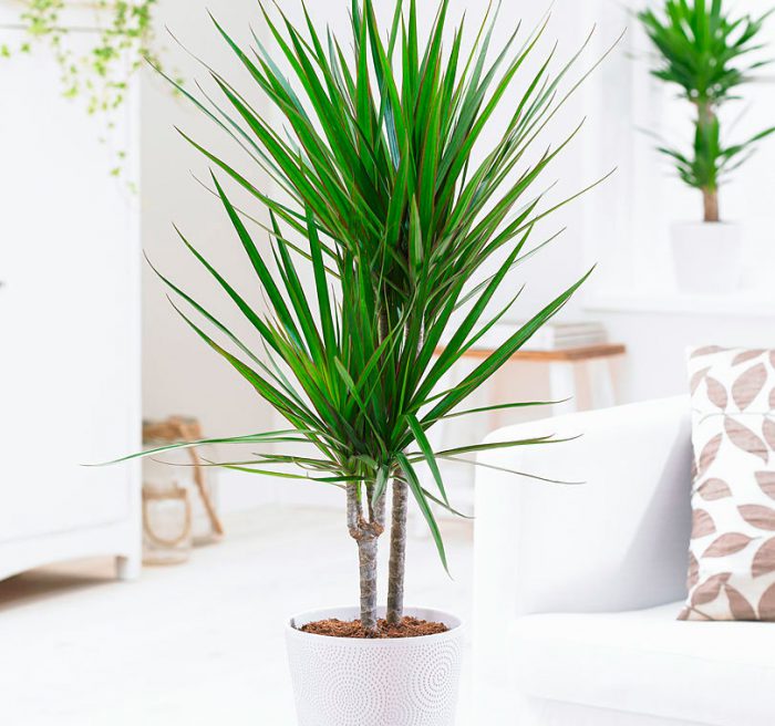 How to care for dracaena at home
