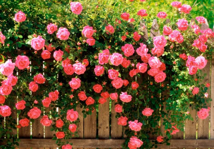 Trandafiri de grădină