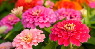 Zinnia