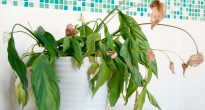 Boli și dăunători ai plantelor de interior