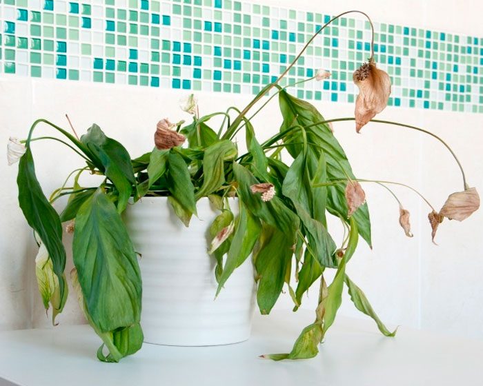 Diseases and pests of indoor plants