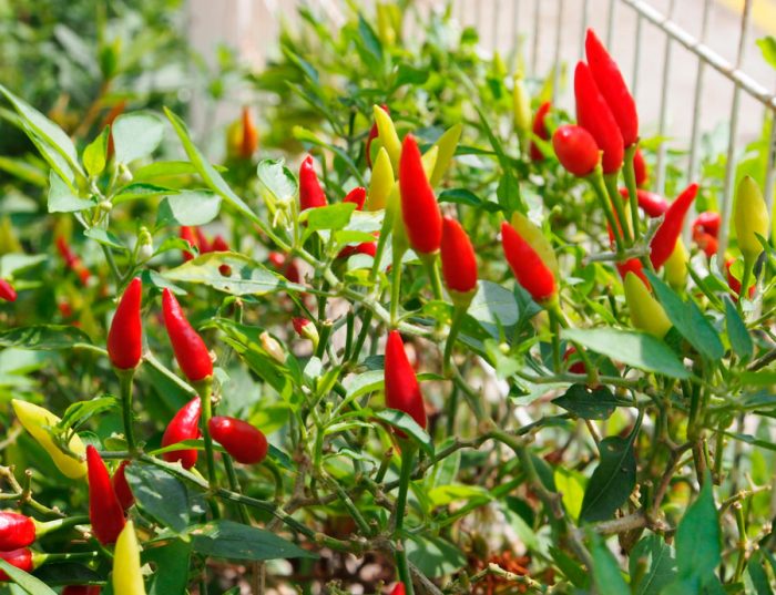 Annual or chilli pepper