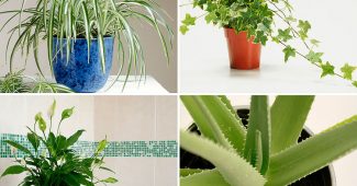 Medicinal indoor plants