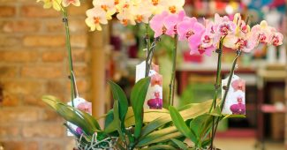 Orhideea Phalaenopsis