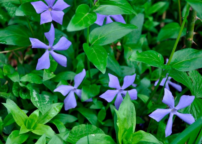 Periwinkle herbaceous