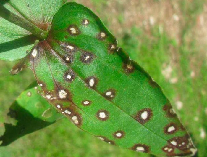 Diseases of zinnia