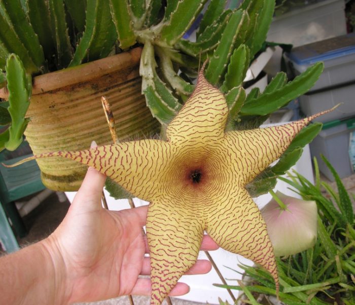 Riesige Stapelia (Stapelia gigantea)