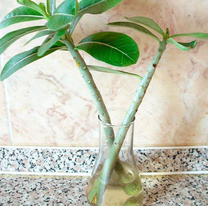 Propagation of adenium by cuttings