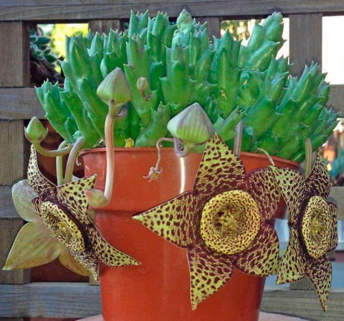 Stapelia variegated, sau diferită (Stapelia variegata)