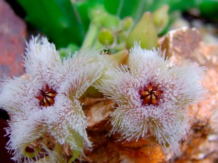 Stapelia glanduliflora (Stapelia glanduliflora)