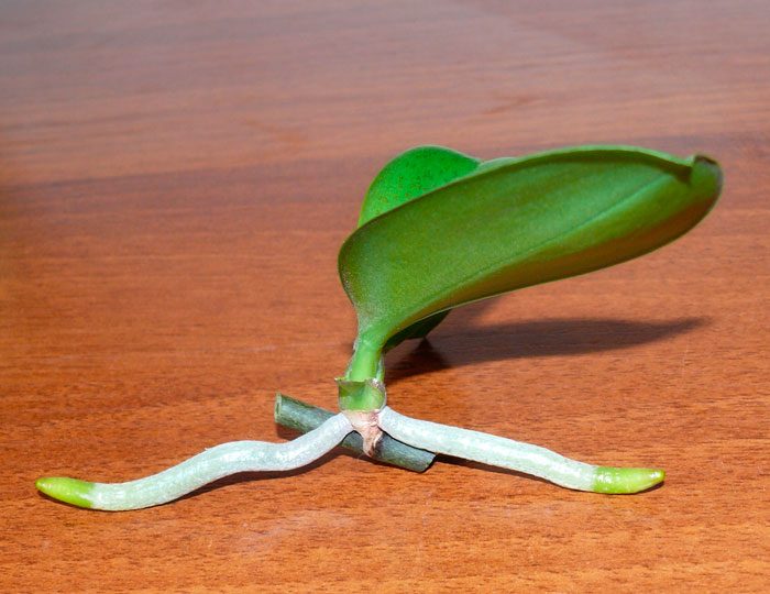 A phalaenopsis reprodukciója gyermekek által