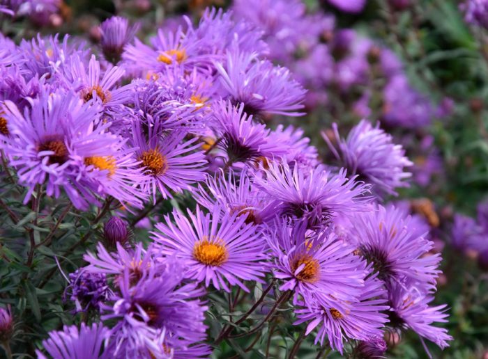 New England aster (Aster novae-angliae), or North American