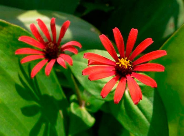 Zinnia de flor fina