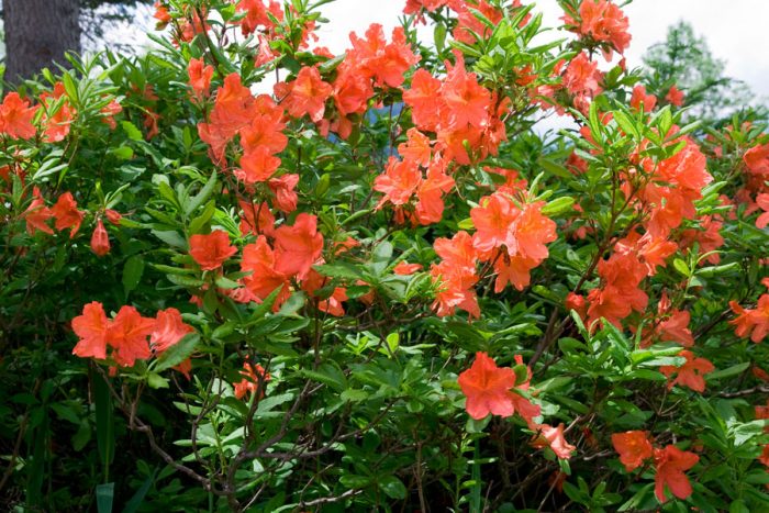 Japanese rhododendron