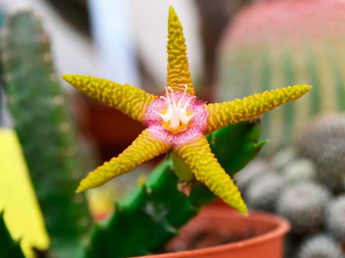 Stapelia goldviolett (Stapelia flavo-purpurea)