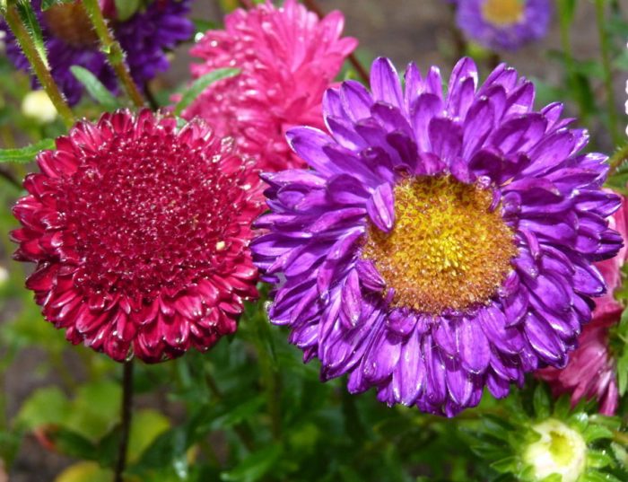 Annual asters