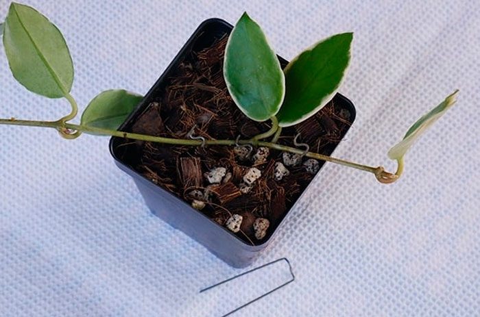 How to propagate by layering