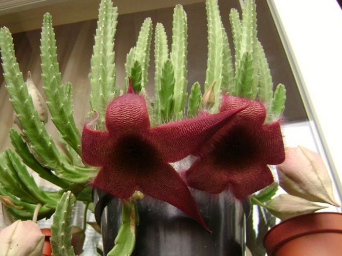 Stapelia grandiflora (Stapelia grandiflora)