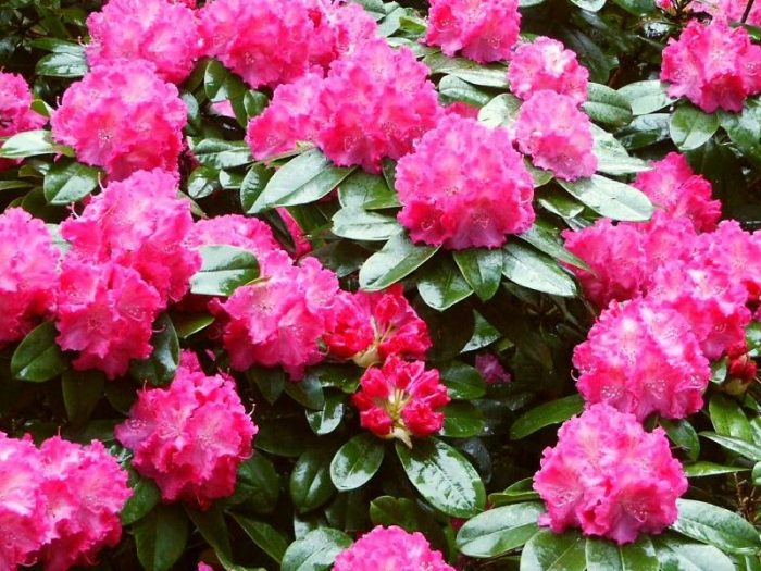 Rhododendron in the Moscow region