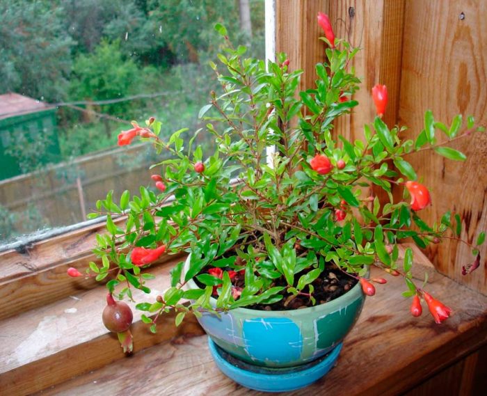 Caring for pomegranate at home