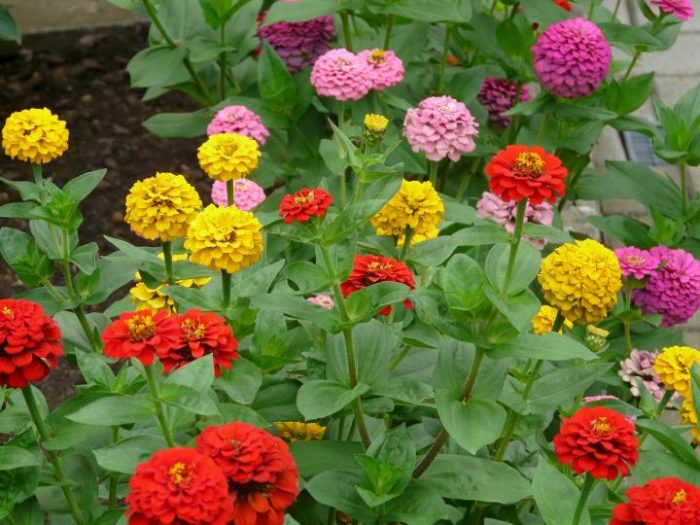 Zinnia