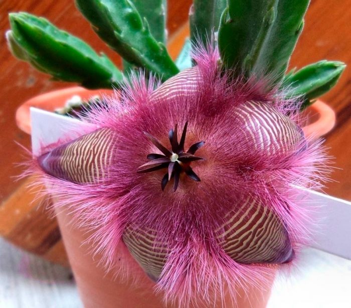 Stapelia