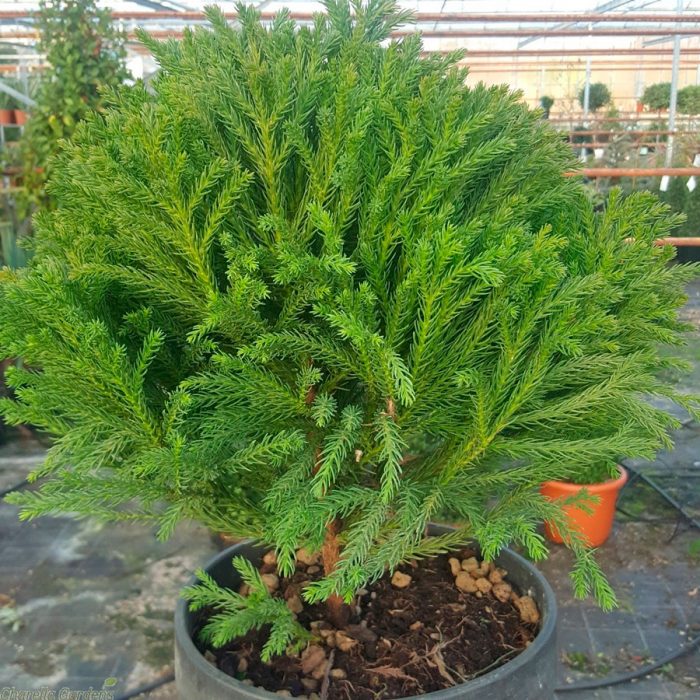 What is cryptomeria